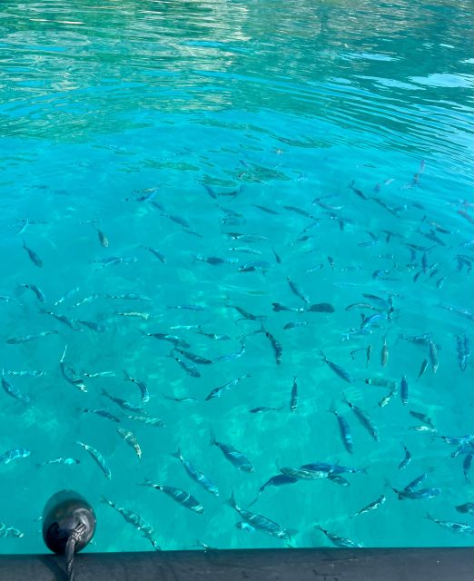 Balade en mer de Villefranche sur Mer & stop baignade - Who Should Book This (and Who Should Skip It)