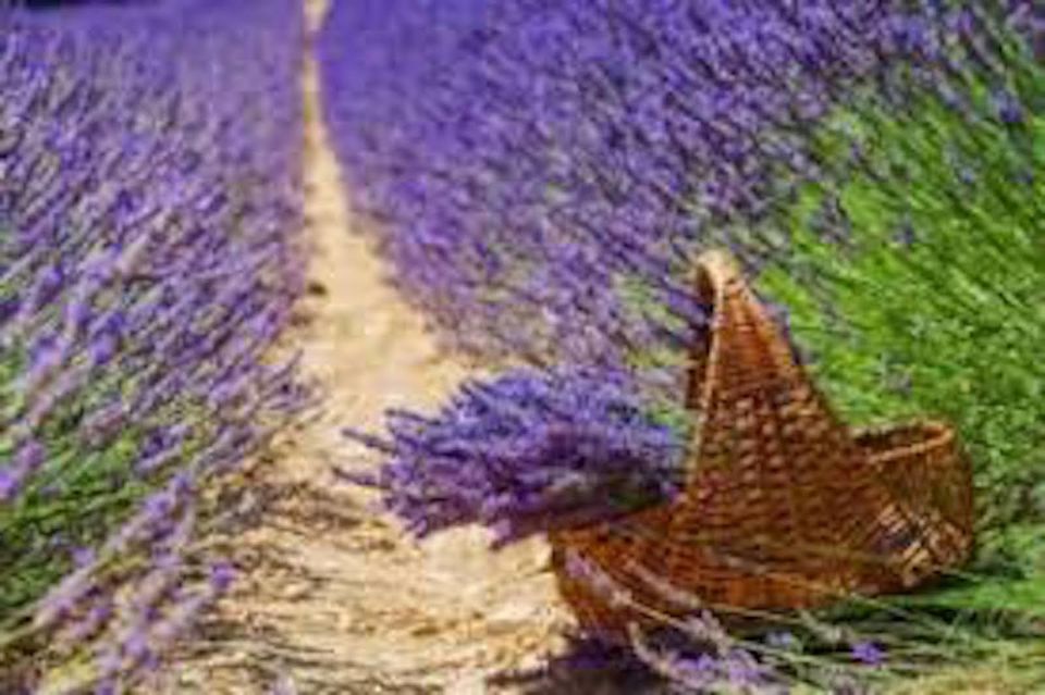 From Nice: Full-Day Provence and Lavender Tour - Guide quality and how to get the most out of the day