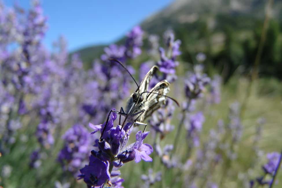 From Nice: Historic Train Ride & Alps Villages - Guides that make the day feel personal: Cyril, Carmela, and more