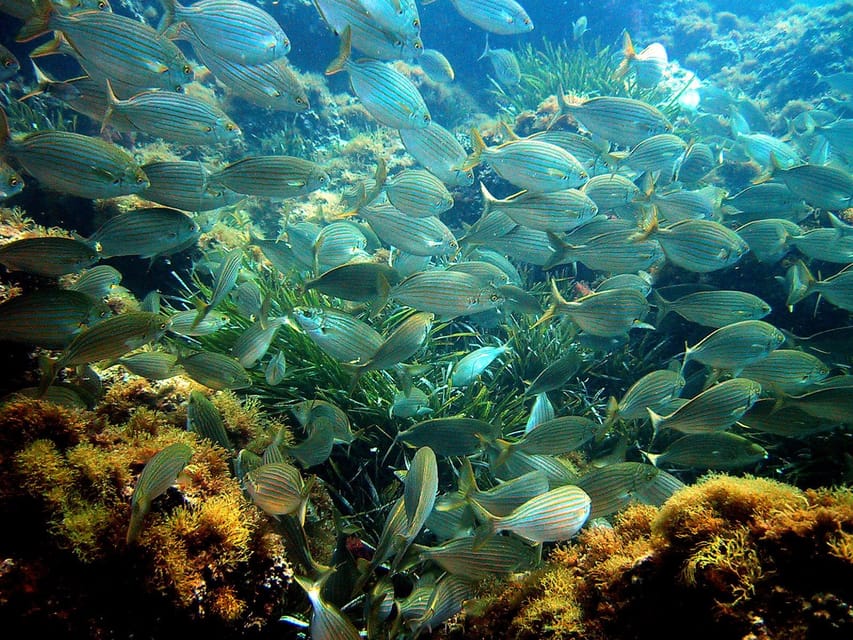 From Nice: Villefranche Bay Swimming & Snorkeling Boat Tour - Value for $58: Why This Tour Can Be a Good Deal
