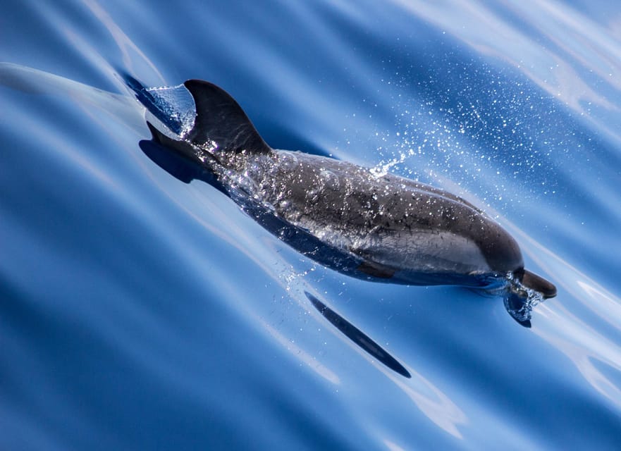 From Villefranche-sur-Mer: Guided Dolphin-Watching Tour - The 4-hour cruise: what the schedule feels like on the water