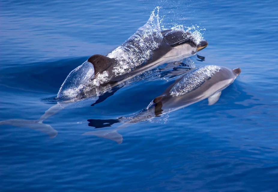 From Villefranche-sur-Mer: Guided Dolphin-Watching Tour - Pre-boarding drinks and onboard languages: a smooth setup