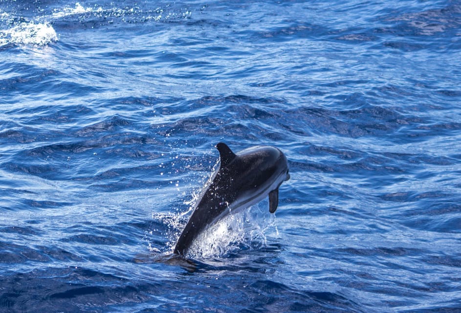 From Villefranche-sur-Mer: Guided Dolphin-Watching Tour - What you bring (and what you don’t): keep it simple