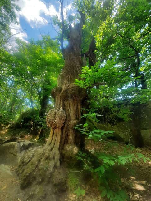 Mountain Train Experience: Hike & Mystic Forest (From Nice) - Who this tour fits best (and who should skip it)