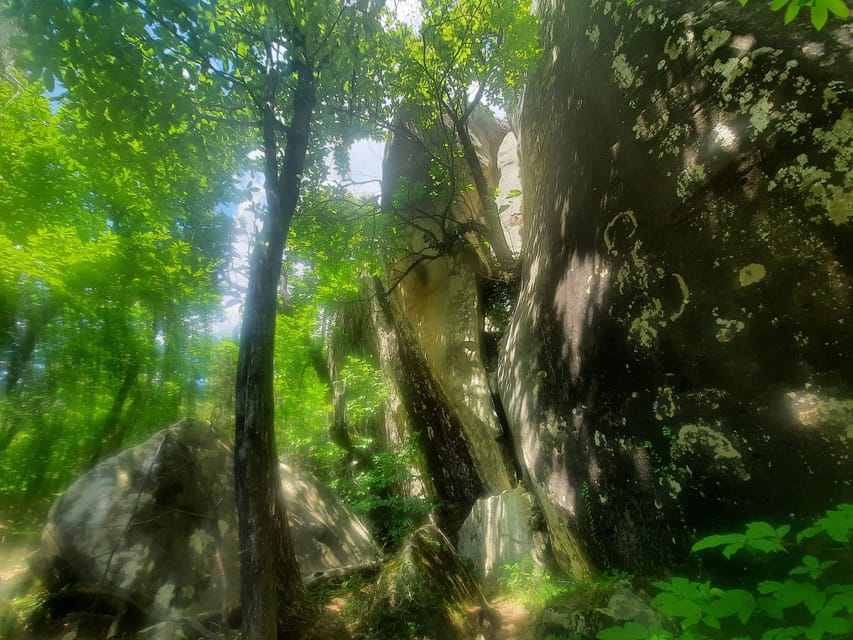 Mountain Train Experience: Hike & Mystic Forest (From Nice) - Timing, energy, and the 4pm early return option