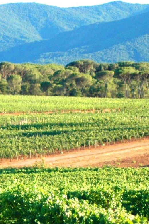Nice: Full-Day Côtes de Provence Wine Tour - Price and Value: Is $194 Per Person Fair?