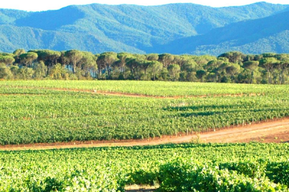 Nice: Full-Day Côtes de Provence Wine Tour - Booking Advice: How to Make the Day Feel Easy
