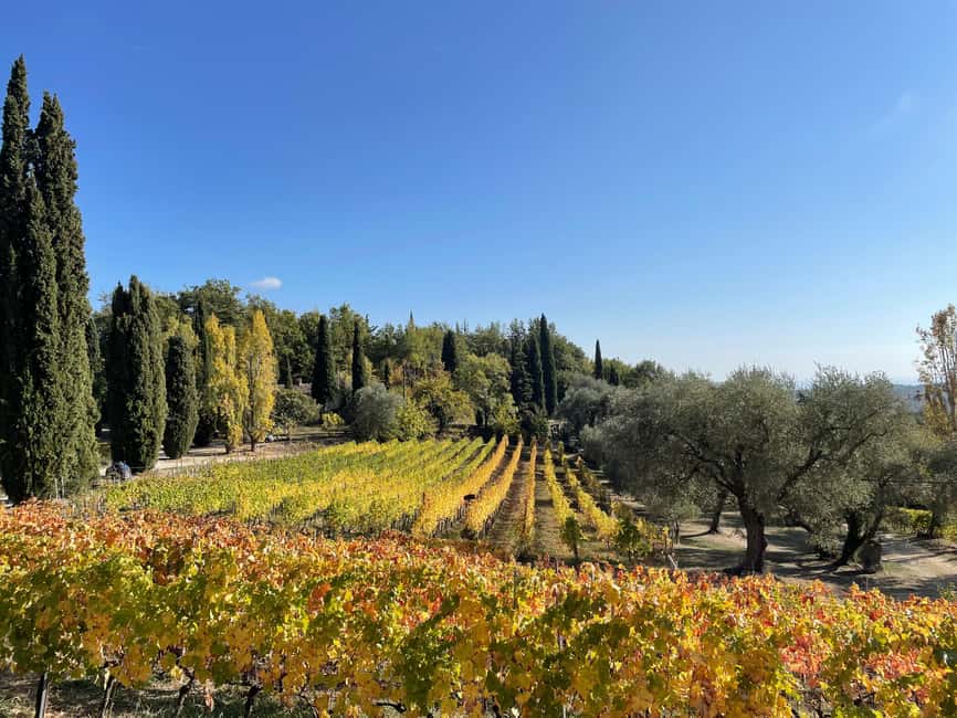 Nice: Full-Day Côtes de Provence Wine Tour - First Winery Morning: Guided Visits and a Proper Intro to Provence Wine