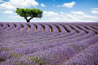 Nice: Gorges of Verdon and Fields of Lavender Tour - The Gorge of the Wolf crossing: quick, dramatic, and memorable