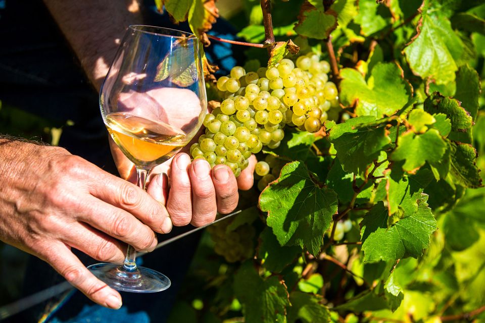 Nice: Provence Village Tour with Wine and Produce Tasting - Opio and the Olive Groves: The Working Mill Stop You’ll Remember