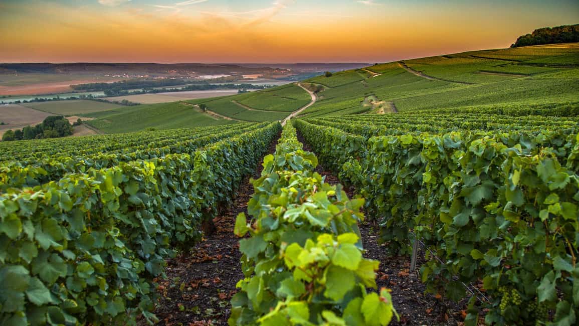 Organic Wine Tasting with Saint paul Half Day Tour from Nice - Key things to know before you go