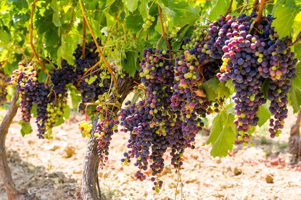 Organic Wine Tasting with Saint paul Half Day Tour from Nice - From Nice to Provence: a 5-hour loop that actually delivers