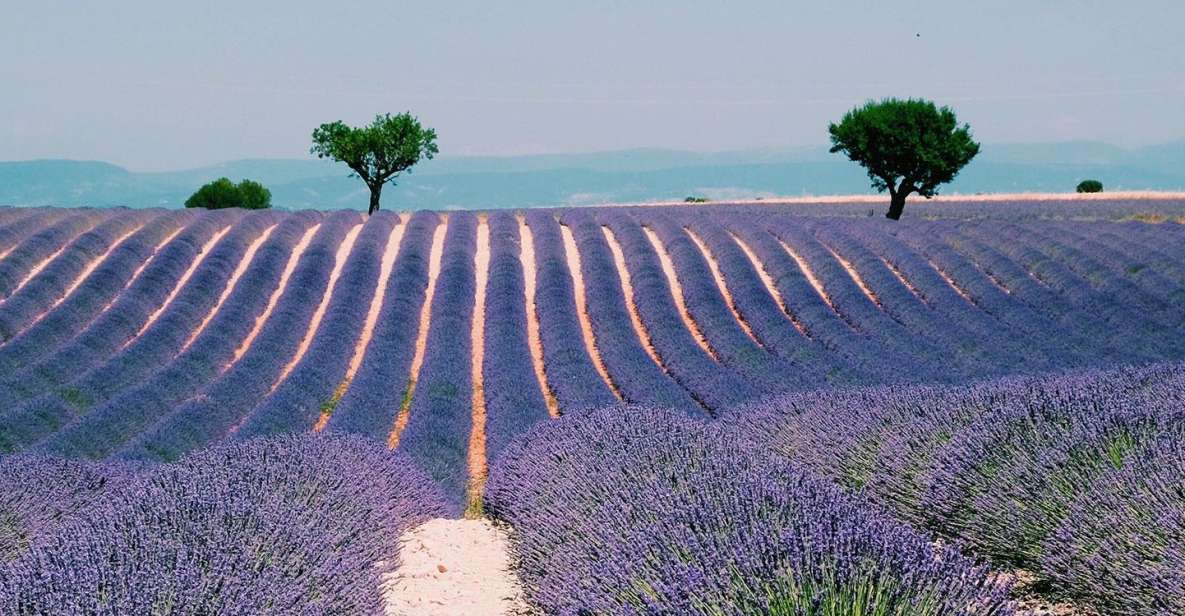 Private Day Trip to Provence and Lavender Fields - Sainte-Maximin and the Basilica Sainte-Marie-Madeleine: A Quiet Start