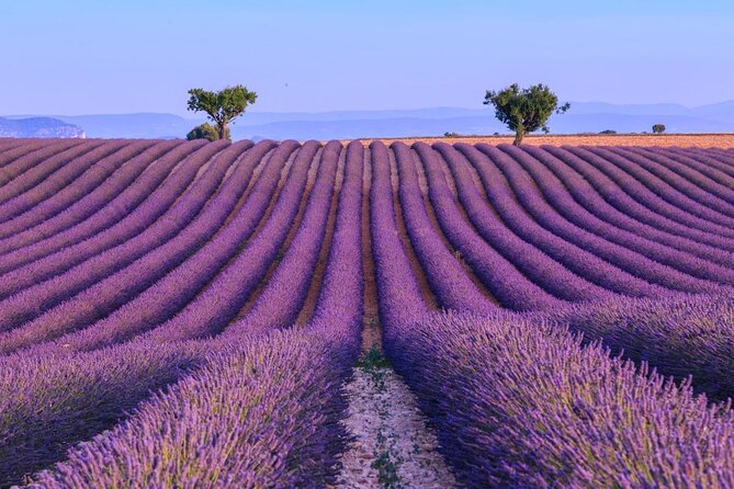 Private Tour of Gorges of Verdon and Fields of Lavender in Nice - Key Highlights You’ll Feel Immediately