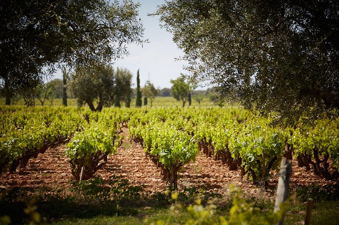 Provence Private Full Day Wine Tour with Wine Tasting - Provence Tastings: What You’ll Learn While You Sip