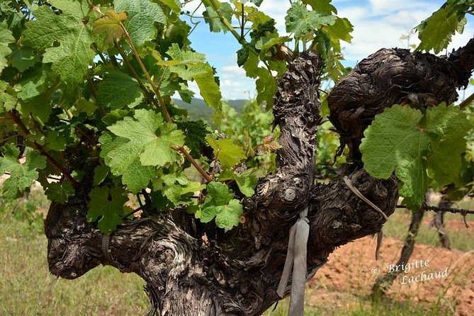 Provence Private Full Day Wine Tour with Wine Tasting - Price, Group Size, and What You Really Get for $905.49