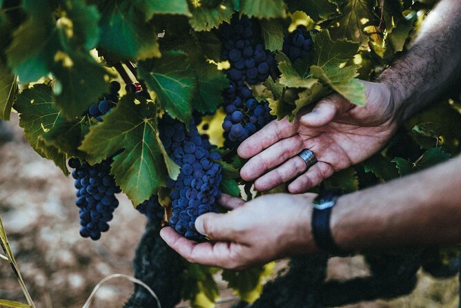 Provence Wine Tour - Private Day Tour from Antibes - Price and What You Actually Get for $553.89