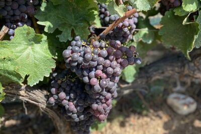 Small Group Guided E-Bike Tour in Nice’s Organic Vineyard - Bellet’s vineyards: why this area is worth the effort
