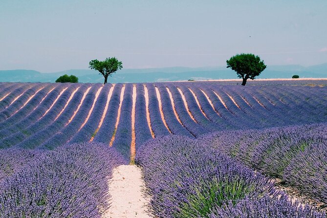Verdon Gorge: The Grand canyon of Europe, Lake and Lavender - Private-guide comfort: pickup, timing, and flexibility in a small van